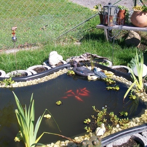 Der Teich  - 
