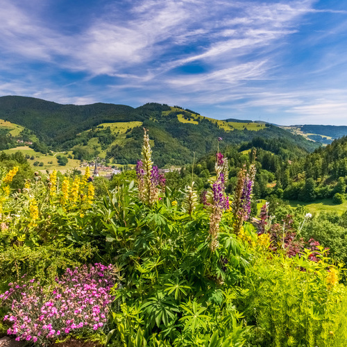Aussicht auf Sch&ouml;nau und ins Wiesental  - 