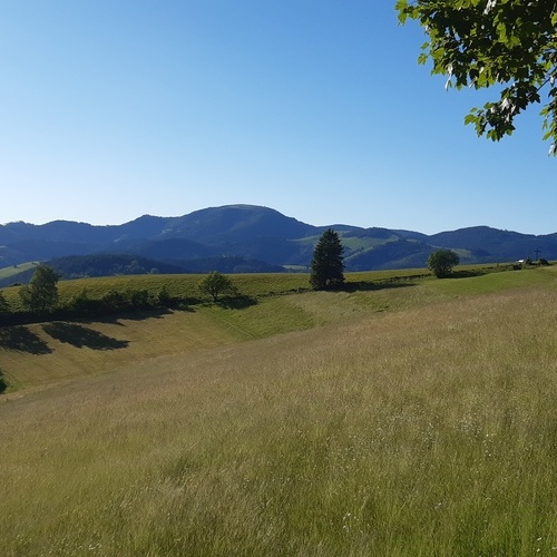 Blick vom Holzer Keuz zum Belchen im Sommer - 